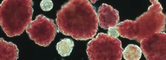 Islets image